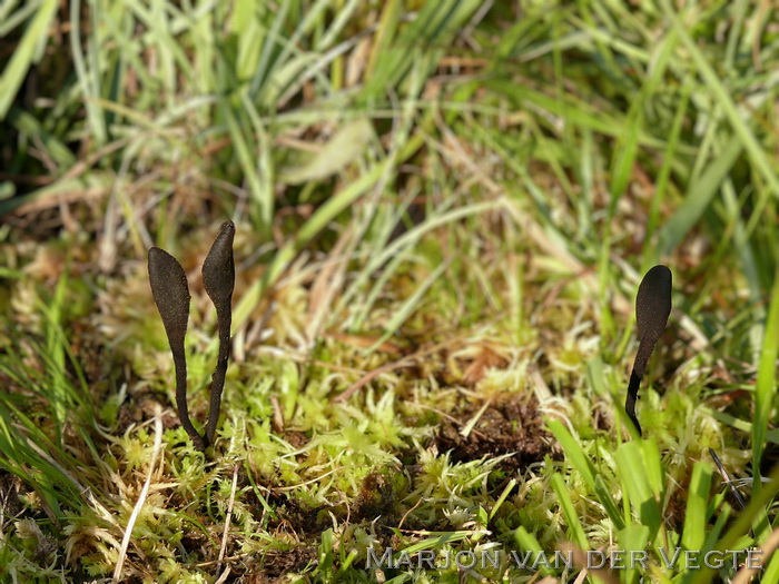 Ruige aardtong - Trichoglossum hirsutum